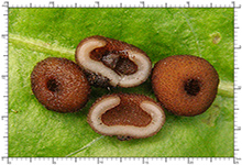 Genea hispidula